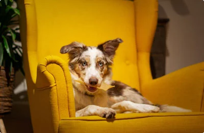 mypetworld.ae