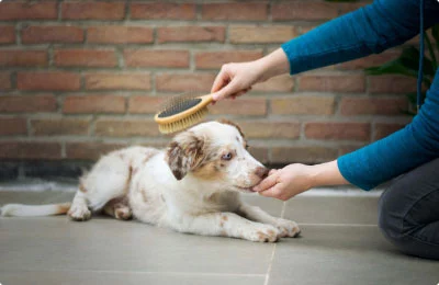 mypetworld.ae