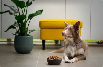 mypetworld.ae