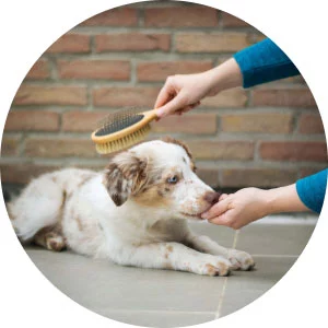 mypetworld.ae