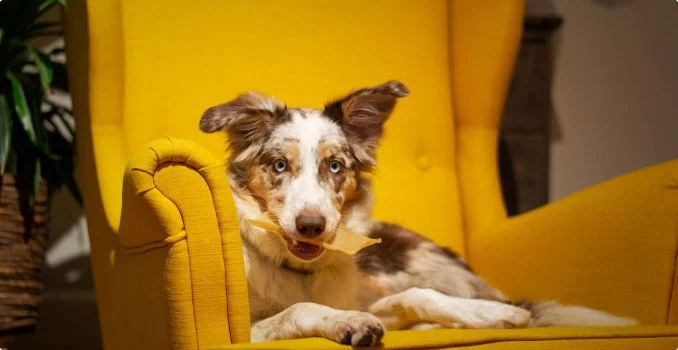 mypetworld.ae