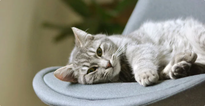 mypetworld.ae
