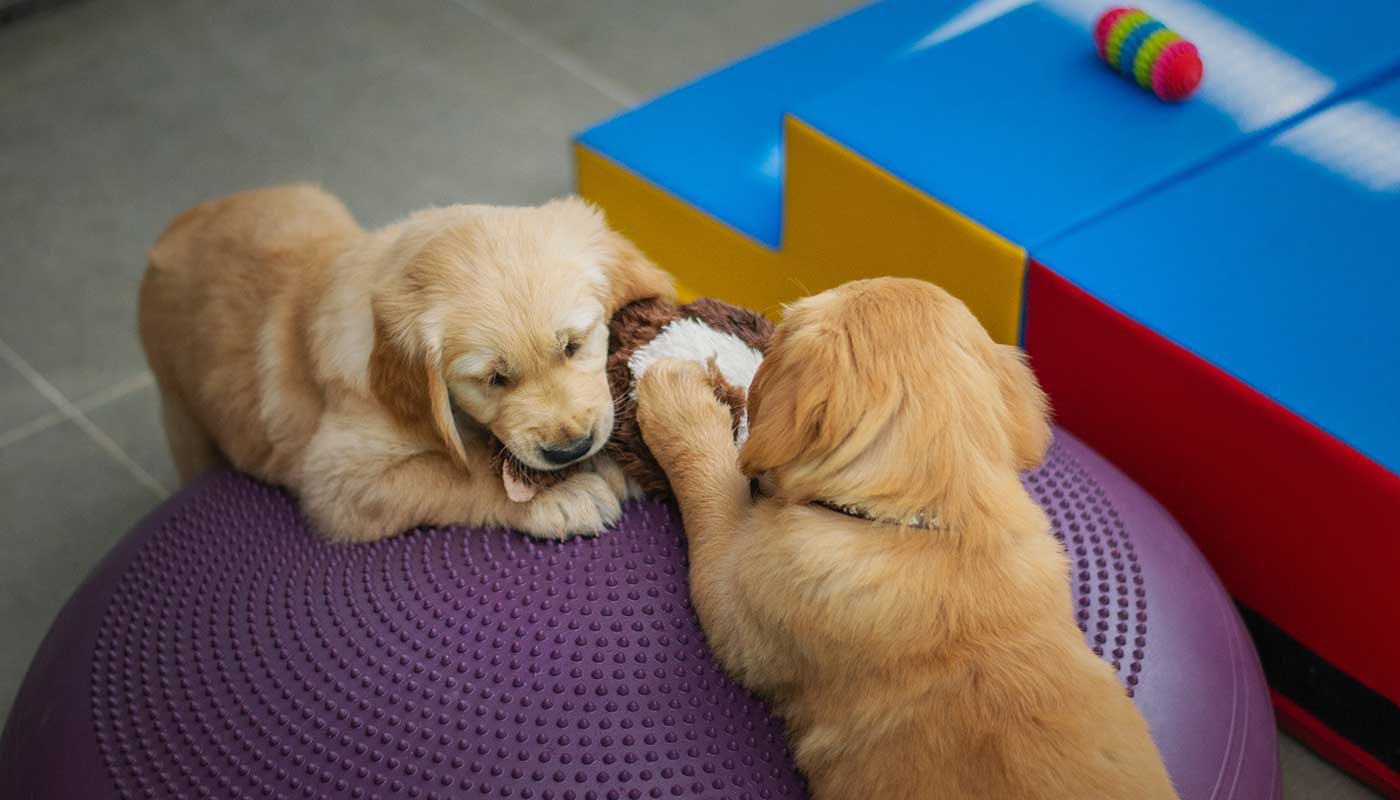 mypetworld.ae