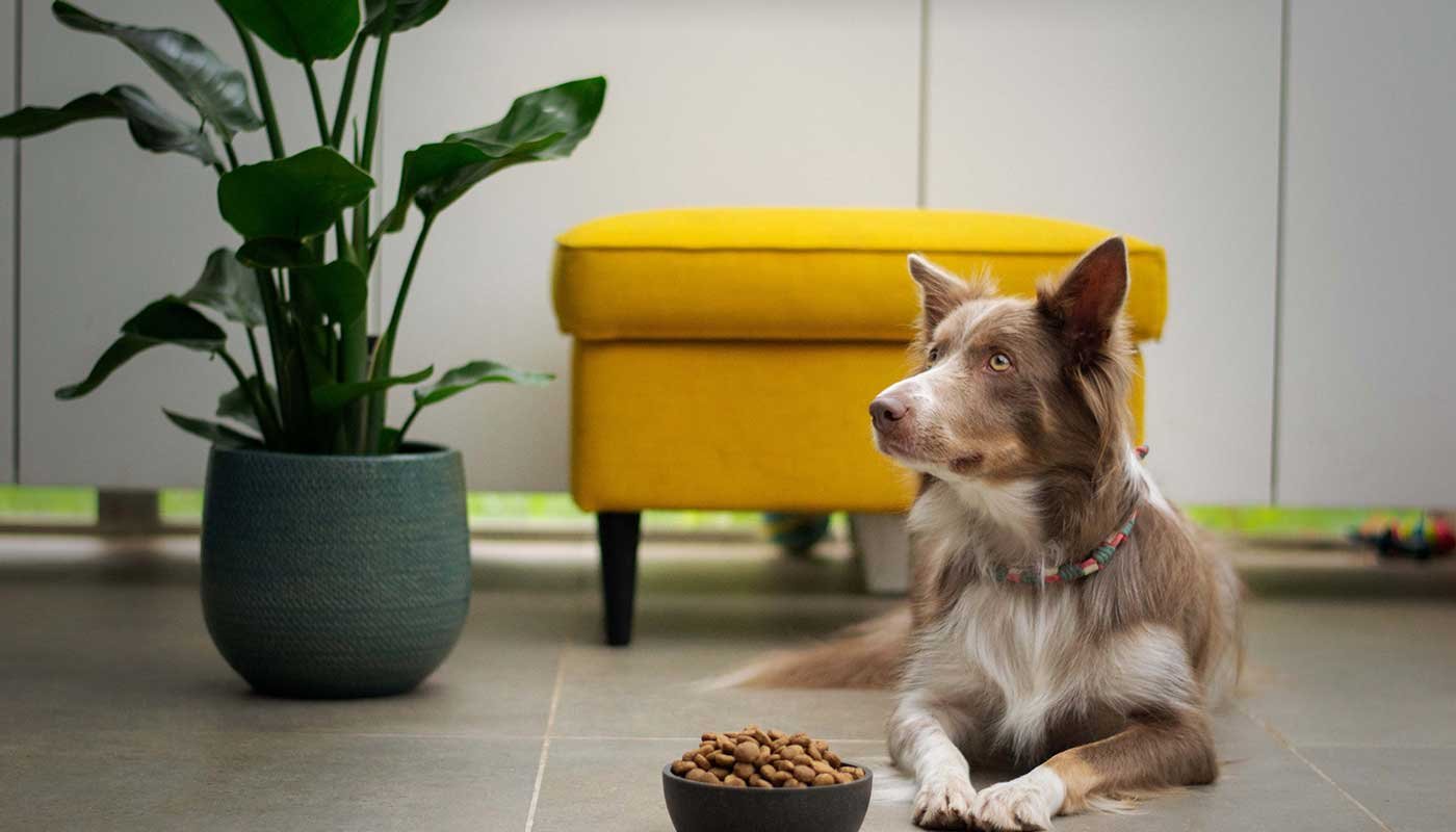 mypetworld.ae