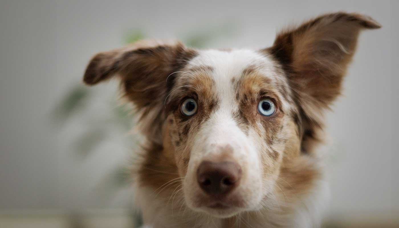 mypetworld.ae
