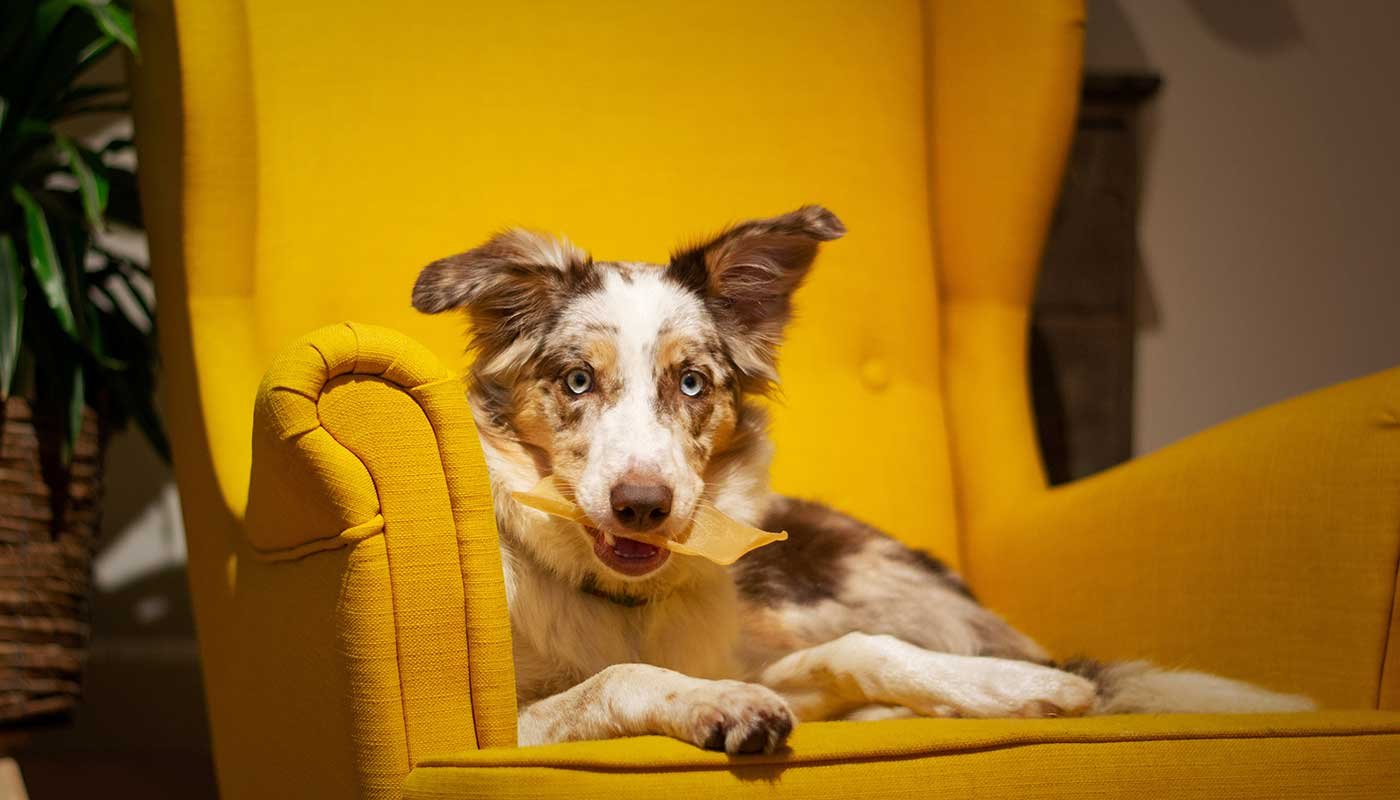 mypetworld.ae