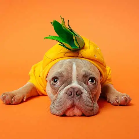 mypetworld.ae