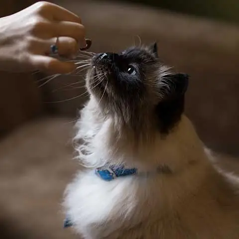 mypetworld.ae