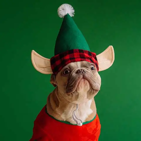 mypetworld.ae