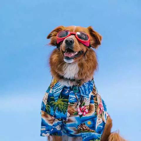mypetworld.ae
